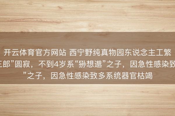 开云体育官方网站 西宁野纯真物园东说念主工繁育雄性兔狲“狲三郎”圆寂，不到4岁系“狲想邈”之子，因急性感染致多系统器官枯竭